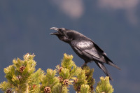 Radio Kootwijk - Veluwe